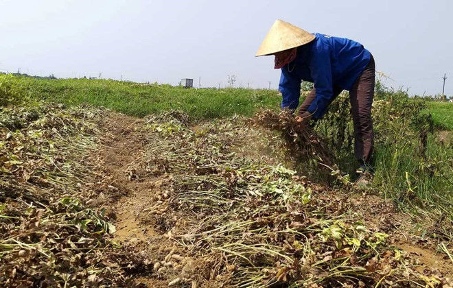 Tại sao nắng nóng có thể gây chết người?