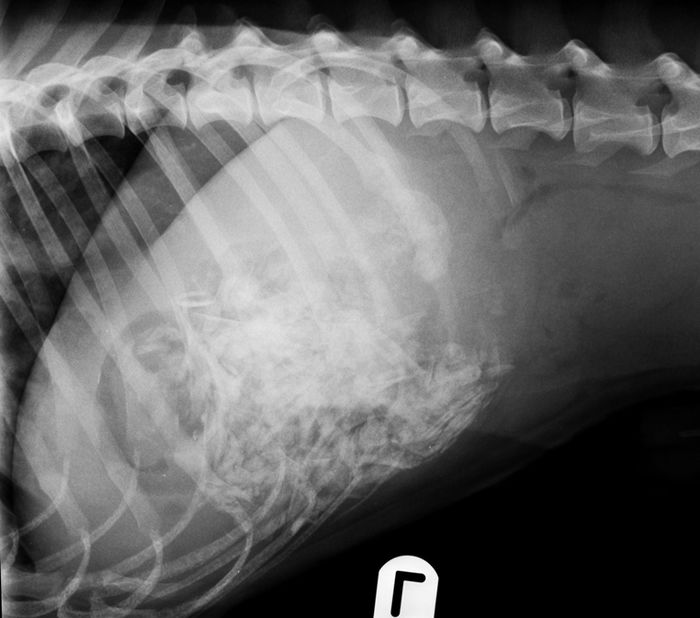 Chú chó rơi từ vách đá 160m và sống sót nhờ ăn rong rêu