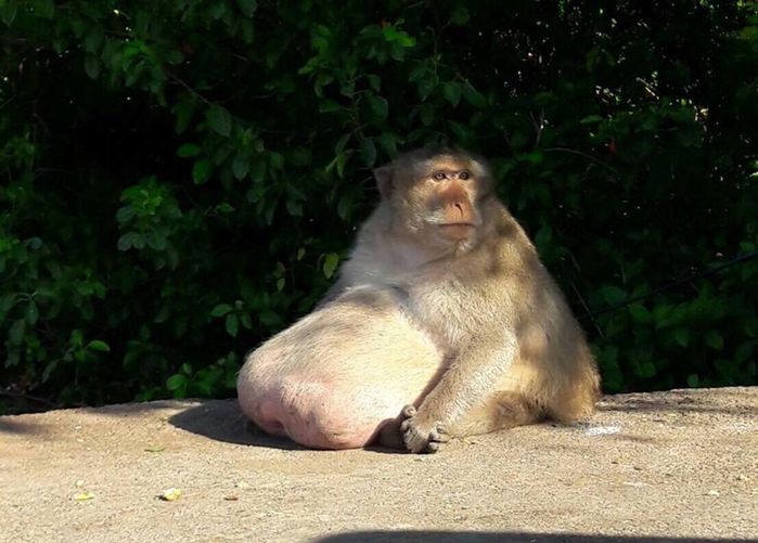 Chú khỉ béo phì gây lo lắng khi mất tích không dấu vết