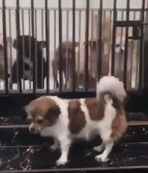 Cô gái bán kẹo dạo ở SaPa là để nuôi đàn chó cứu từ lò mổ