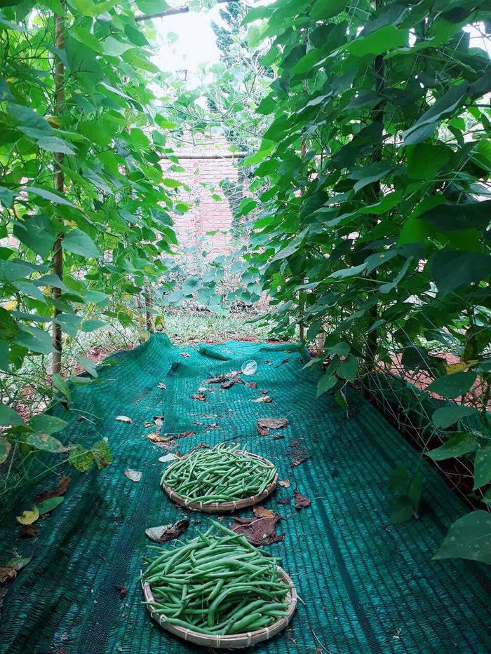 Lý Nhã Kỳ và loạt sao Việt đổ xô về quê trồng rau, nuôi gà