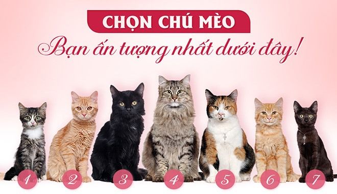 Nếu chọn chú mèo số 3, bạn là người có thiên hướng mạnh mẽ như đàn ông