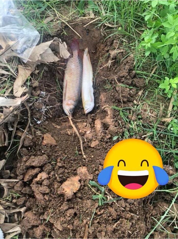 Nghe lời Đen Vâu nuôi cá, cá chết: Thanh niên nằm khóc đòi cá sống lại