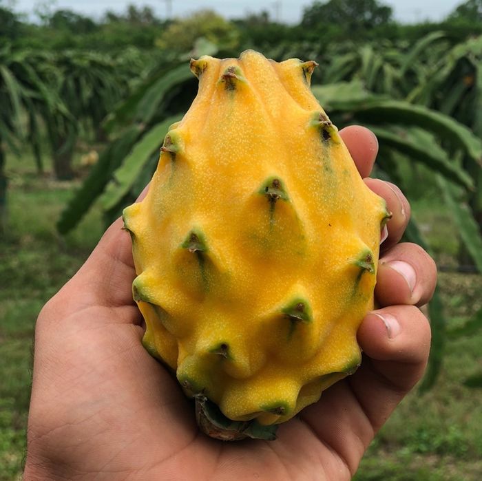 Những loại trái cây có màu sắc cực lạ khác với bình thường