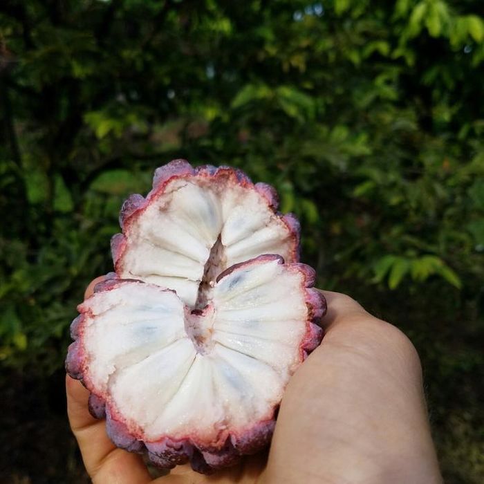 Những loại trái cây có màu sắc cực lạ khác với bình thường
