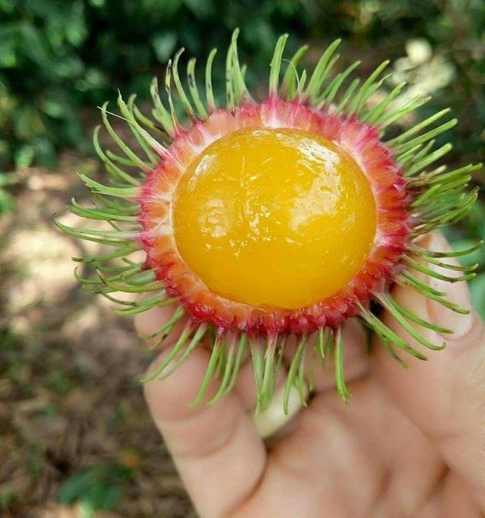 Những loại trái cây có màu sắc cực lạ khác với bình thường
