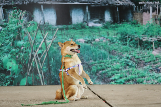 Giống chó Shiba vào vai cậu Vàng: Không chỉ là di tích tự nhiên