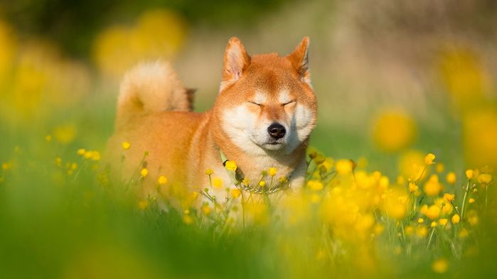Giống chó Shiba vào vai cậu Vàng: Không chỉ là di tích tự nhiên