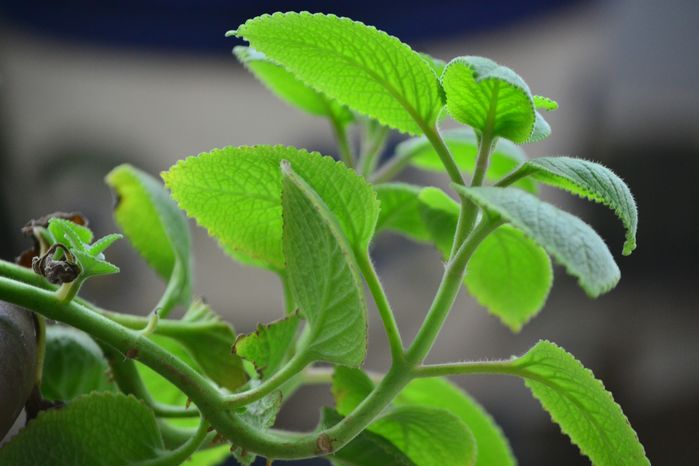 Trồng sả và thủ sẵn vỏ cam trong nhà - cách phòng dịch sốt xuất huyết