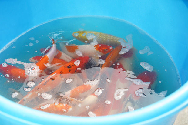 Chuyên gia Nhật thả cá Koi xuống sông Tô Lịch