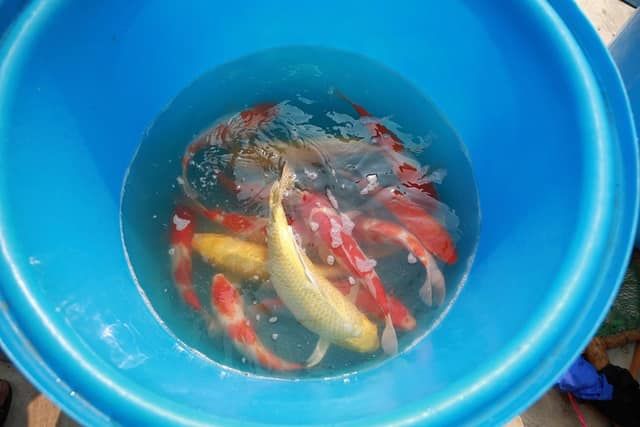Chuyên gia Nhật thả cá Koi xuống sông Tô Lịch
