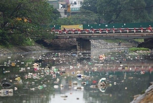 Chuyên gia Nhật thả cá Koi xuống sông Tô Lịch