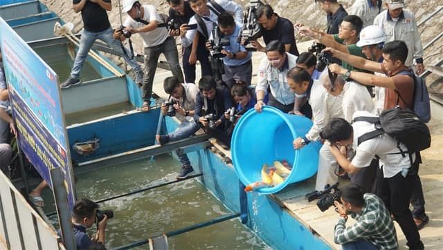 Chuyên gia Nhật thả cá Koi xuống sông Tô Lịch