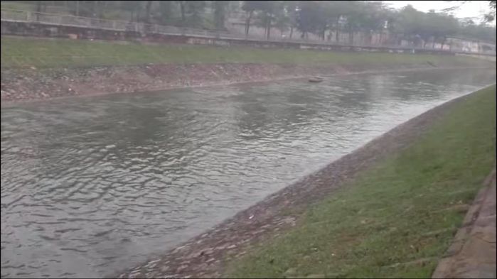 Chuyên gia Nhật thả cá Koi xuống sông Tô Lịch