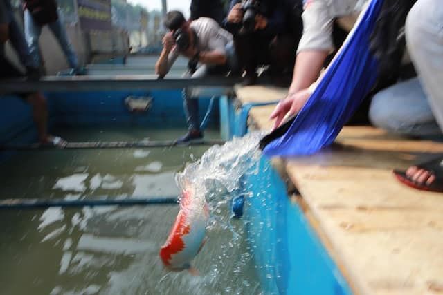 Chuyên gia Nhật thả cá Koi xuống sông Tô Lịch