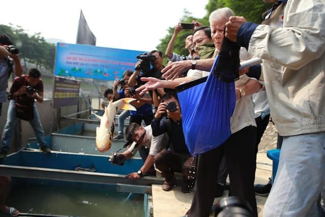 Chuyên gia Nhật thả cá Koi xuống sông Tô Lịch