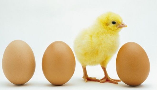 Con gà có trước quả trứng, CĐM quyết cãi tay đôi với nhà khoa học