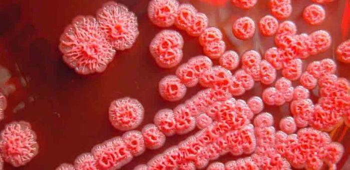 Khiếp sợ vì sự xâm lấn của vi khuẩn ăn thịt người, nhất là Clostridium