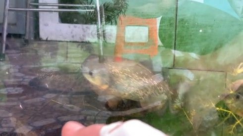 Nuôi cá dữ Piranha, Đan Trường bị cắn tới mức chảy máu