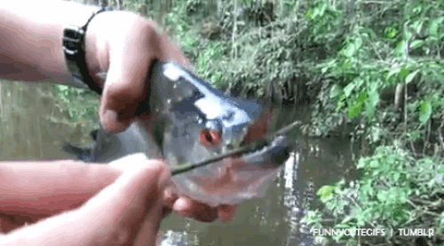 Nuôi cá dữ Piranha, Đan Trường bị cắn tới mức chảy máu