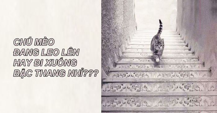 Trắc nghiệm tính cách: Bạn thấy con mèo đi lên hay xuống bậc thang?