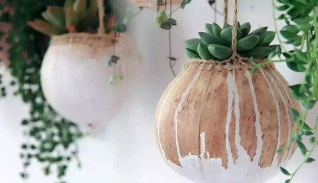 Bỏ mức lương 2000 USD ở phố thị, cô gái về quê trồng rau, nuôi cá