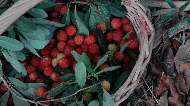 Bỏ mức lương 2000 USD ở phố thị, cô gái về quê trồng rau, nuôi cá