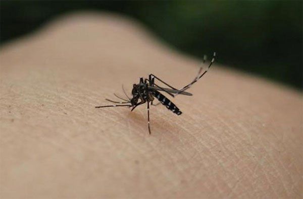 Nguyên nhân muỗi đốt nhiều: do hay uống bia, nhóm máu thu hút muỗi