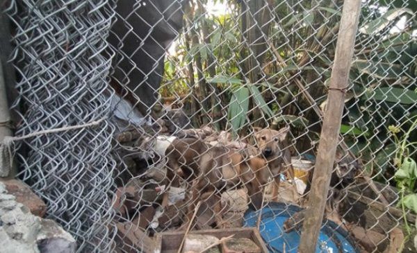 Mẹ phải bán cả đàn chó mới đủ tiền cho con trai cưới vợ hơn 20 tuổi