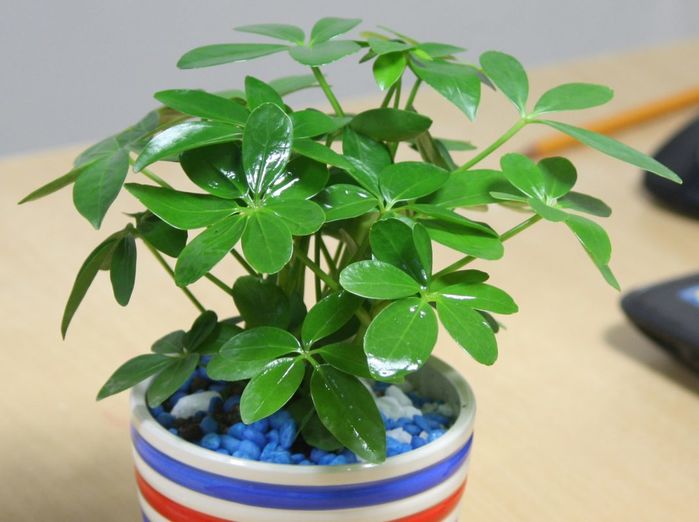 Những loại cây rất tốt cho cung tiền tài, tình duyên của 12 con giáp