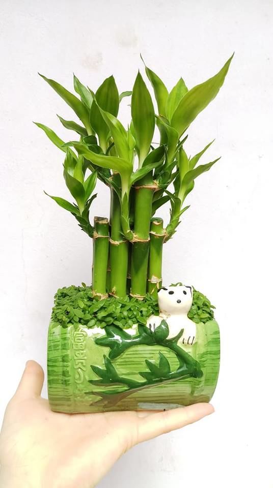 Những loại cây rất tốt cho cung tiền tài, tình duyên của 12 con giáp