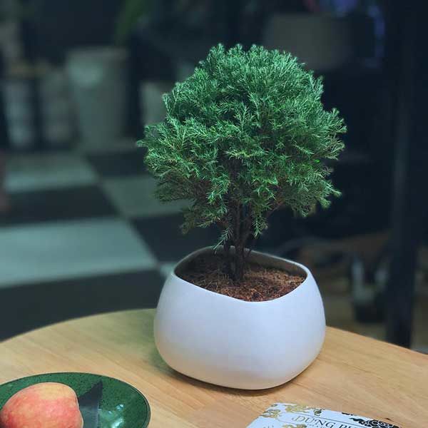 Những loại cây rất tốt cho cung tiền tài, tình duyên của 12 con giáp