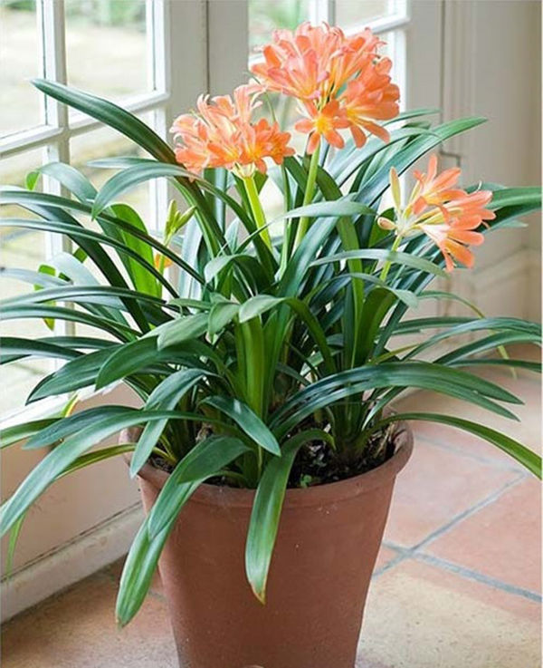 Những loại cây rất tốt cho cung tiền tài, tình duyên của 12 con giáp