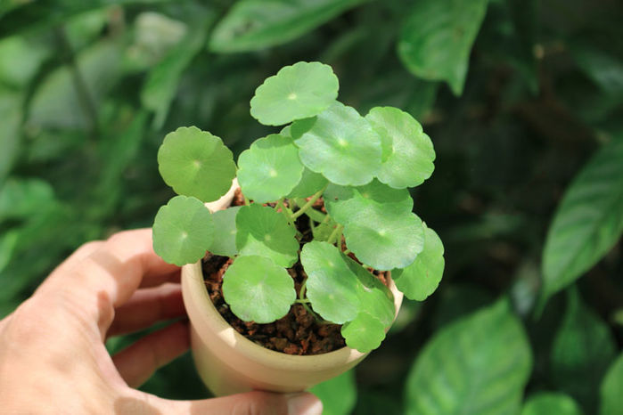 Những loại cây rất tốt cho cung tiền tài, tình duyên của 12 con giáp