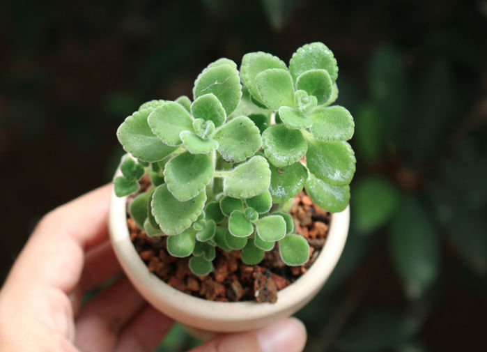 Những loại cây rất tốt cho cung tiền tài, tình duyên của 12 con giáp