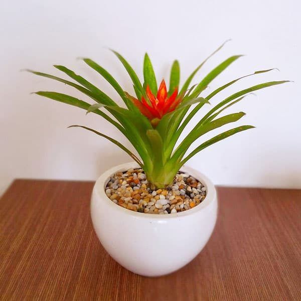 Những loại cây rất tốt cho cung tiền tài, tình duyên của 12 con giáp