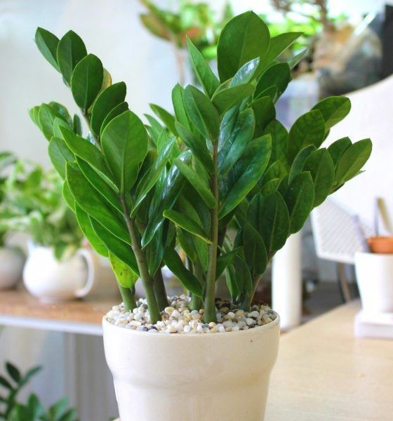 Những loại cây rất tốt cho cung tiền tài, tình duyên của 12 con giáp