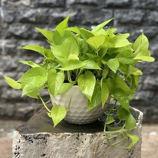 Những loại cây rất tốt cho cung tiền tài, tình duyên của 12 con giáp