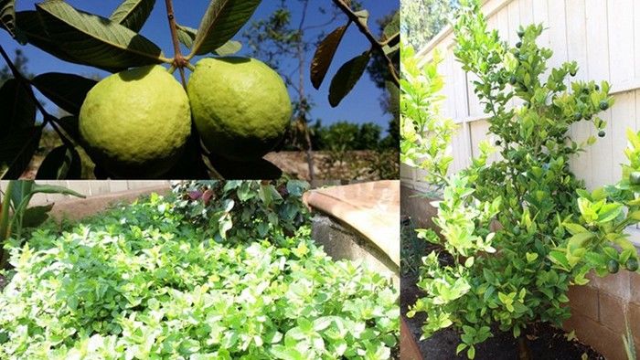 Rau trái trong nhà sao Việt ở trời Tây: Vườn Quang Lê luôn trĩu quả