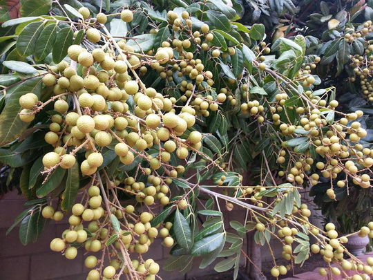 Rau trái trong nhà sao Việt ở trời Tây: Vườn Quang Lê luôn trĩu quả