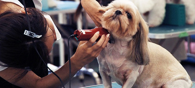 Nghề cắt lông chó 18 triệu/tháng, CĐM xôn xao Học hành gì tầm này
