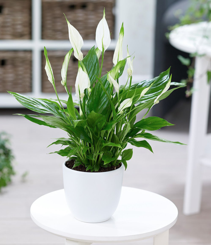 12 chòm sao nên trồng cây này để mang lại may mắn tiền tài, tình duyên