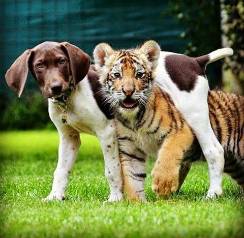 Tình bạn cảm động giữa chú cún và hổ con bị mẹ bỏ rơi