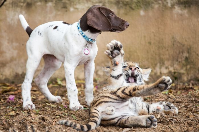 Tình bạn cảm động giữa chú cún và hổ con bị mẹ bỏ rơi