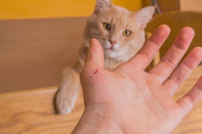Cô gái trẻ nhận nhiều chỉ trích vì cho mèo cưng liếm mặt để trị mụn