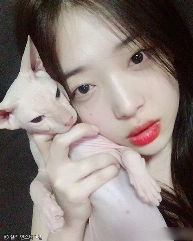 Xôn xao Heechul (Super Junior) nhận nuôi chú mèo Sphinx của Sulli
