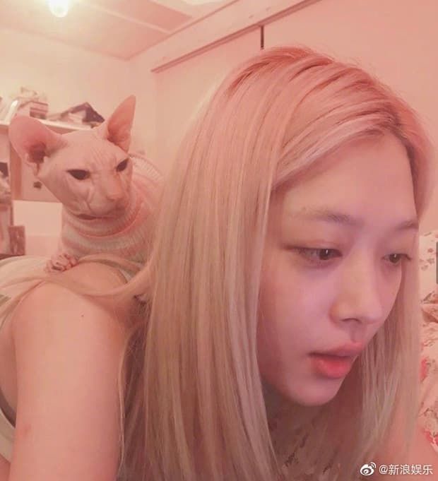 Xôn xao Heechul (Super Junior) nhận nuôi chú mèo Sphinx của Sulli