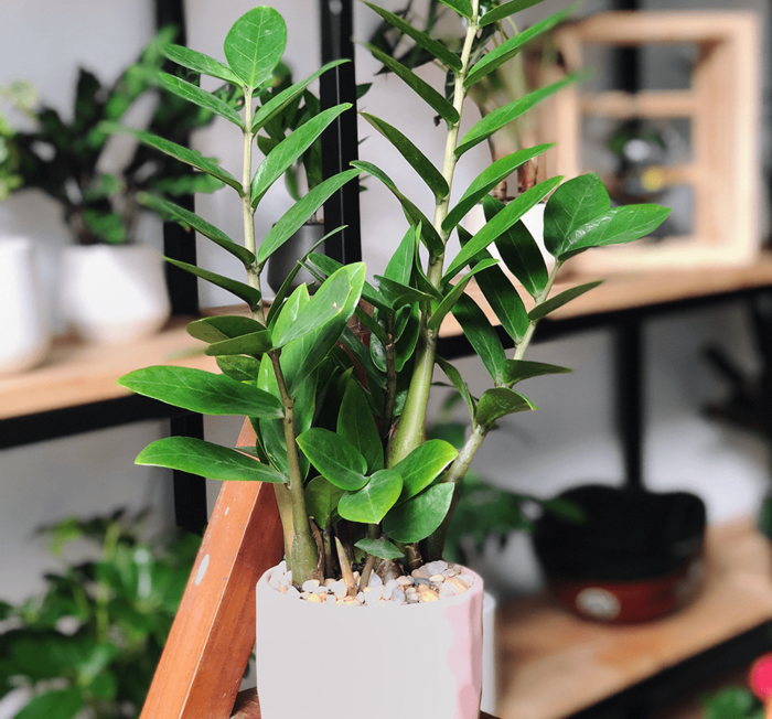 6 mẹo phong thủy nhà giàu thường hay áp dụng nhằm thu hút tiền tài
