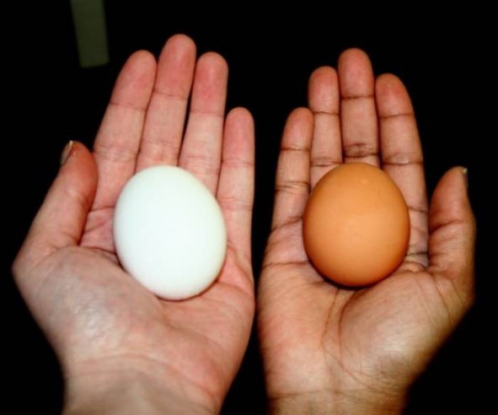 Sự khác biệt về dinh dưỡng của trứng gà trắng và trứng gà nâu