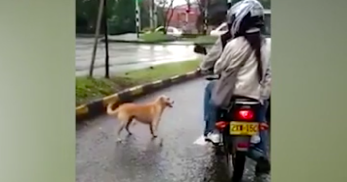 Khoảnh khắc đau lòng: những chú chó van xin chủ nhân khi bị bỏ rơi